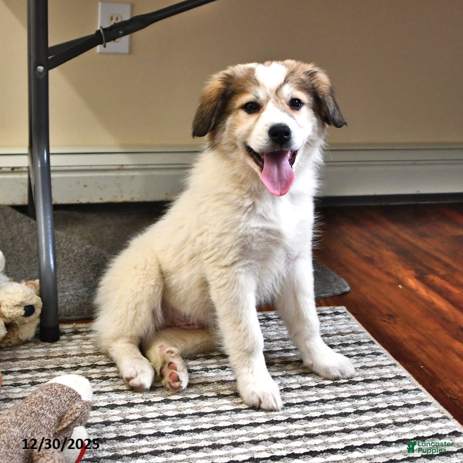 Great Pyrenees dogs Haley - Ad 2