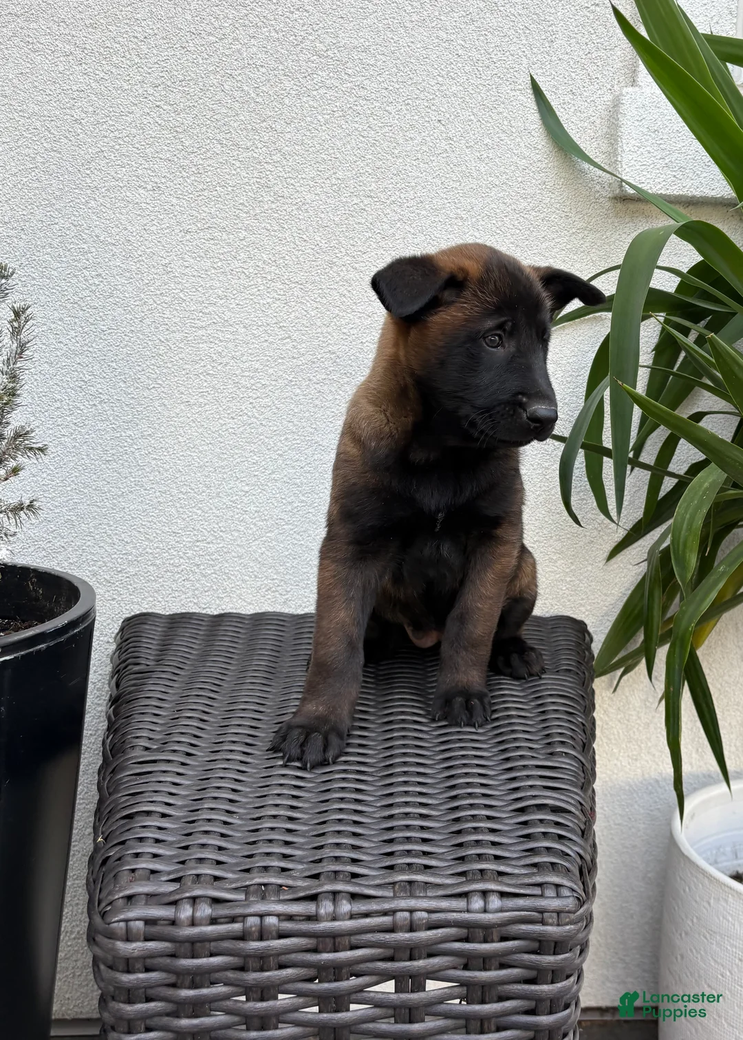 Belgian Malinois dogs for sale: Belgian Malinois Puppy (Mia) - Ad 3