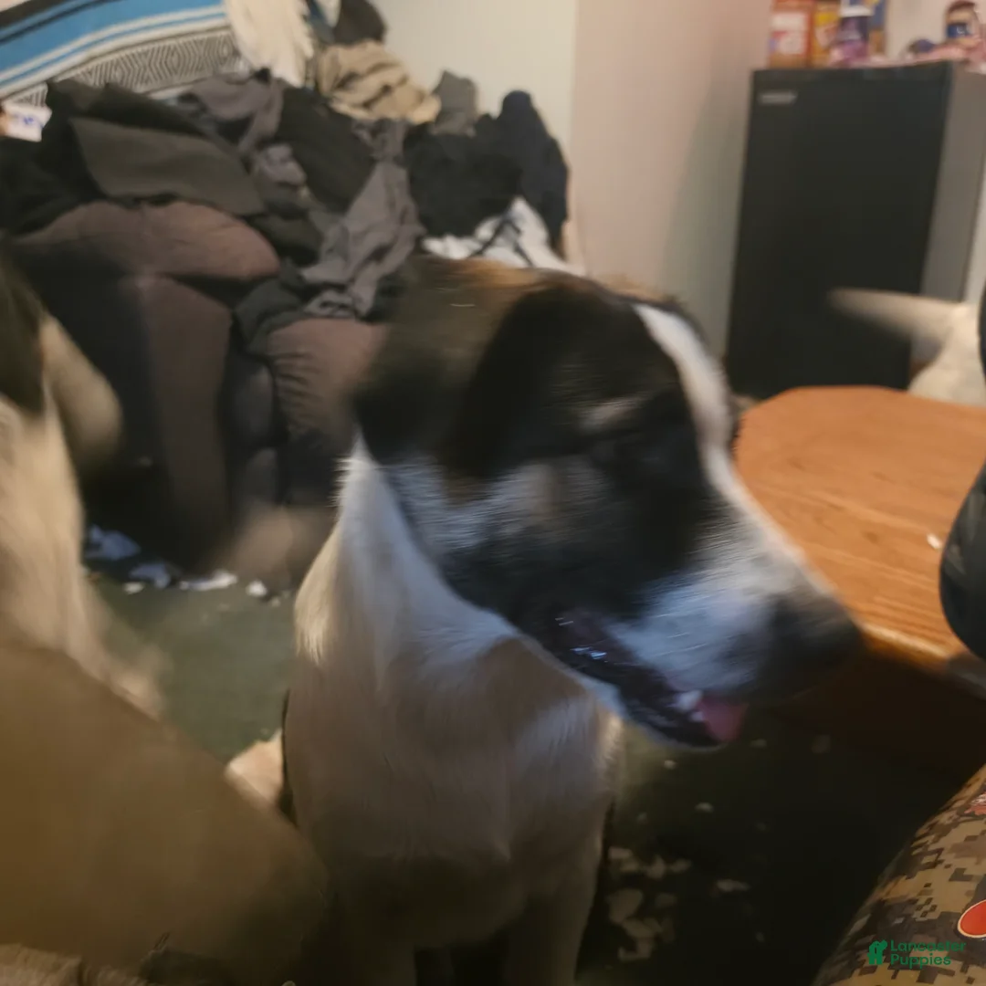Mixed Breed dogs for sale: Mixed Breed 1 - Ad 2