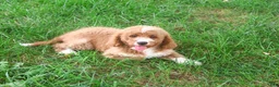 Mini Goldendoodle dogs for sale: Lenny - Ad 5