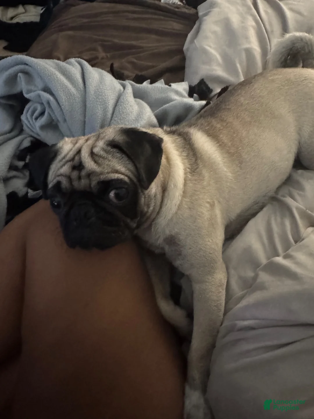 Pug dogs for stud: Pug litter - Ad 2