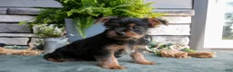 Yorkshire Terrier dogs for sale: Clementine - Ad 2