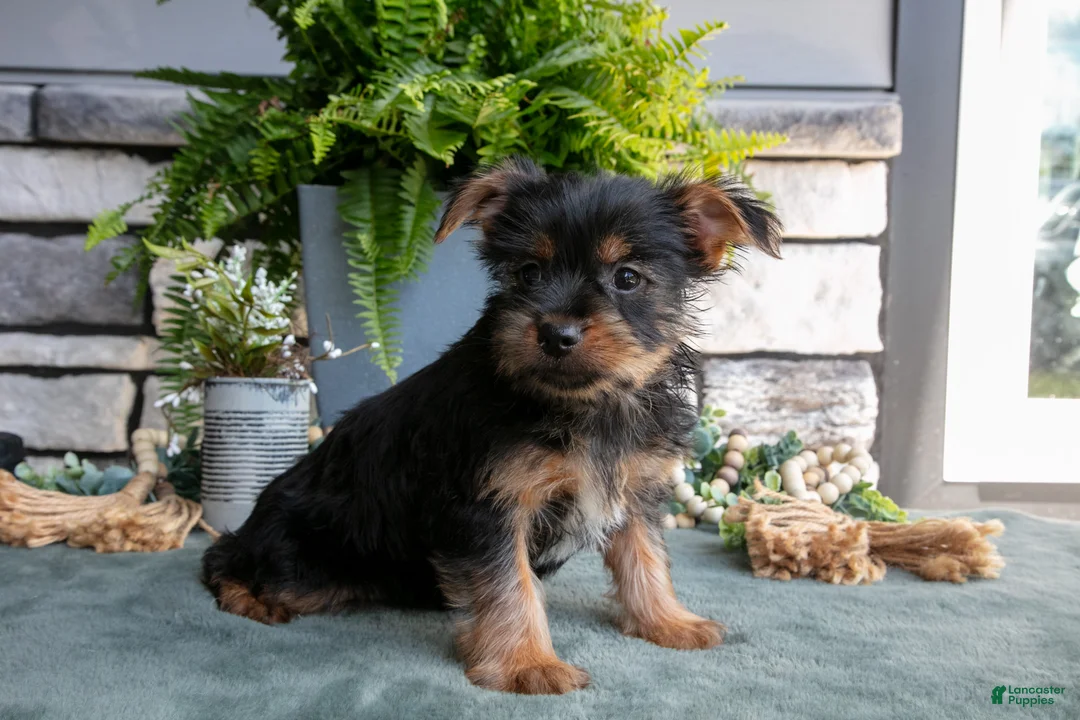 Yorkshire Terrier dogs for sale: Clementine - Ad 2