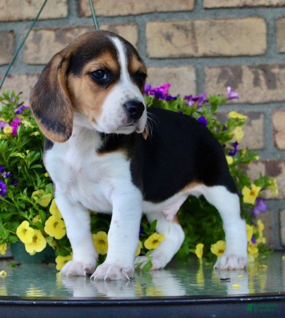 Beagle dogs for sale: Luke - Ad 4
