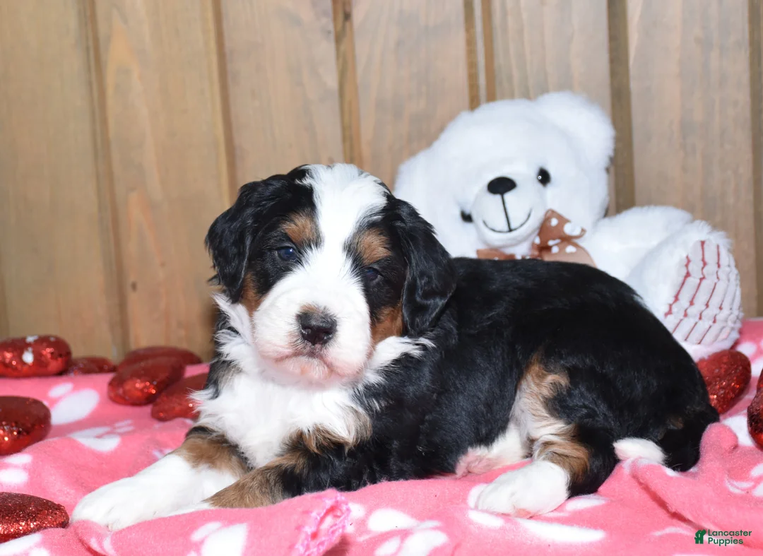Mini Bernedoodle dogs for sale: Marley - Ad 2