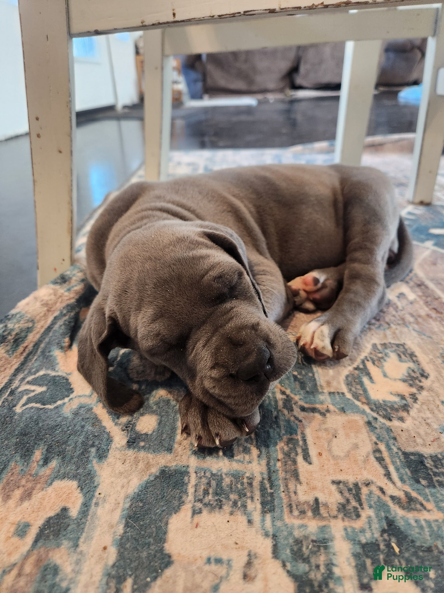 Great Dane dogs Great Dane Puppy Sunny - Ad 33