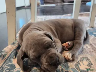 Great Dane dogs Great Dane Puppy Sunny - Ad 33