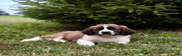 Saint Berdoodles dogs for sale: Bo - Ad 3