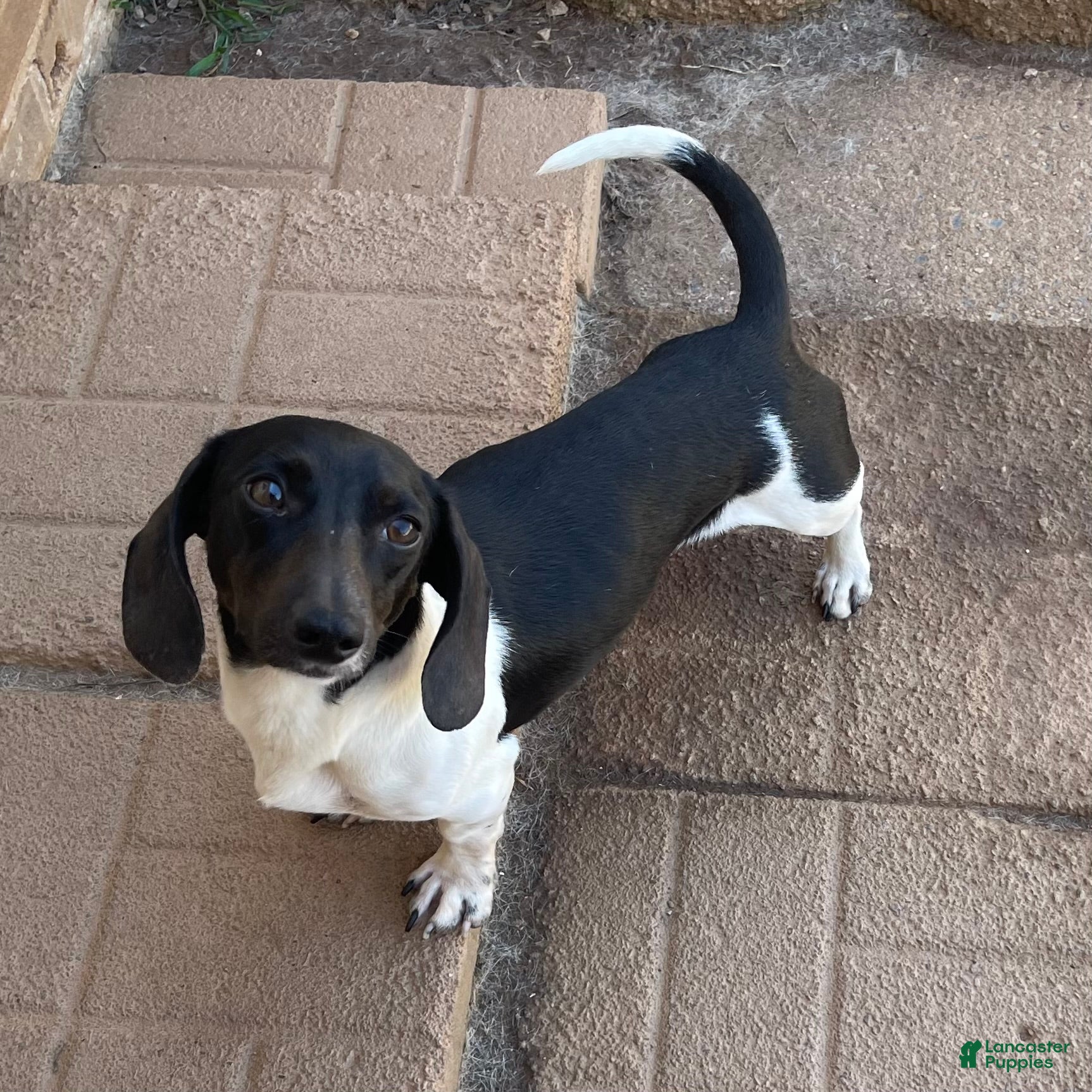 Dachshund dogs Pippin - Ad 40