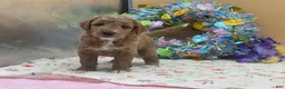 Mini Goldendoodle dogs for sale: Smokey Mini Goldendoodle Puppy  - Ad 4