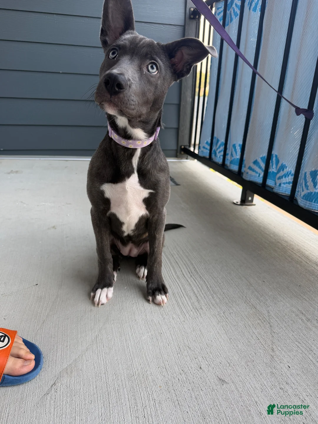 Mixed Breed dogs for sale: Tåsi - Ad 2