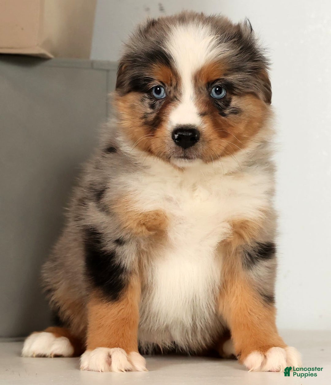 Miniature Australian Shepherd dogs for sale: Dolly - Ad 8
