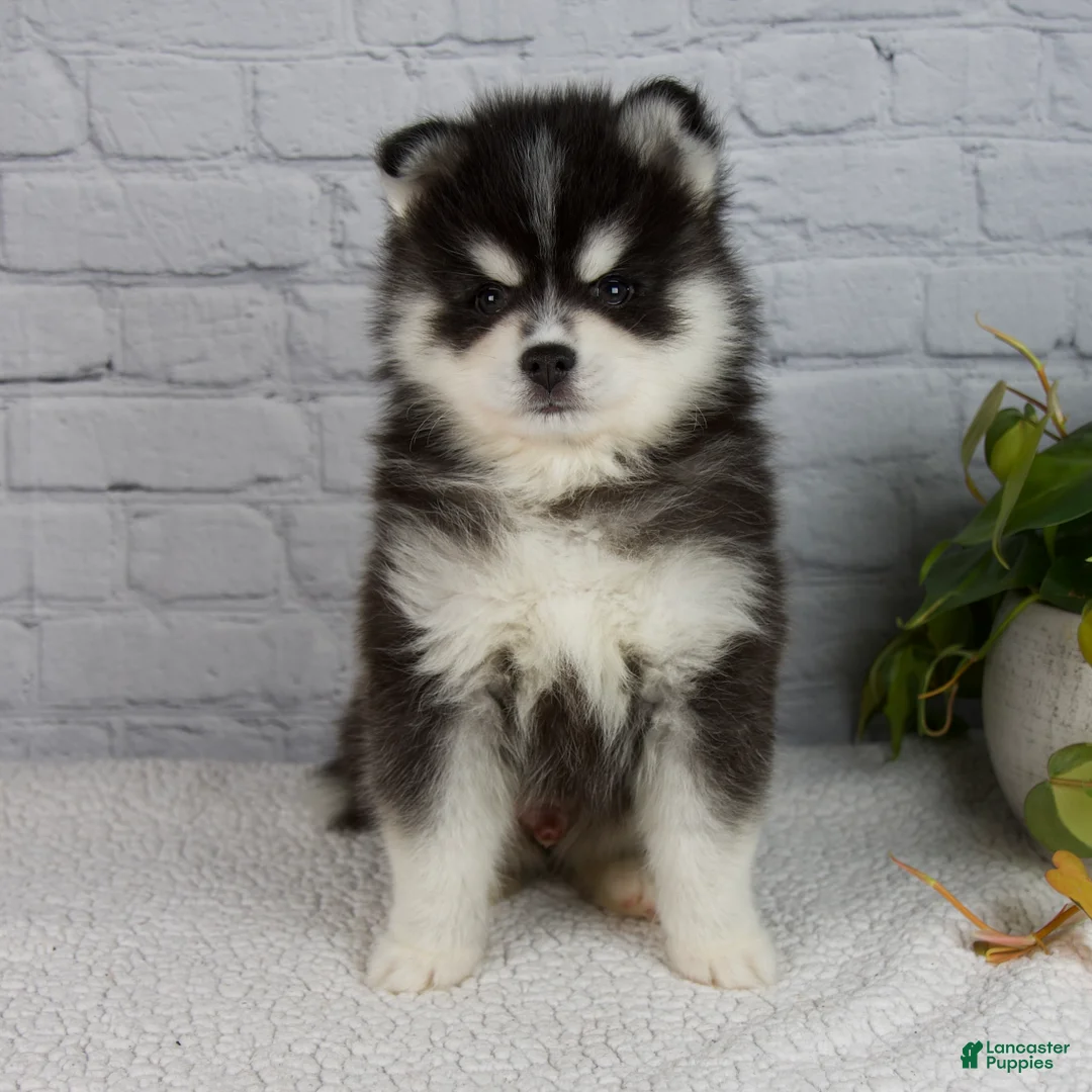 Pomsky dogs for sale: Skyler - Ad 1