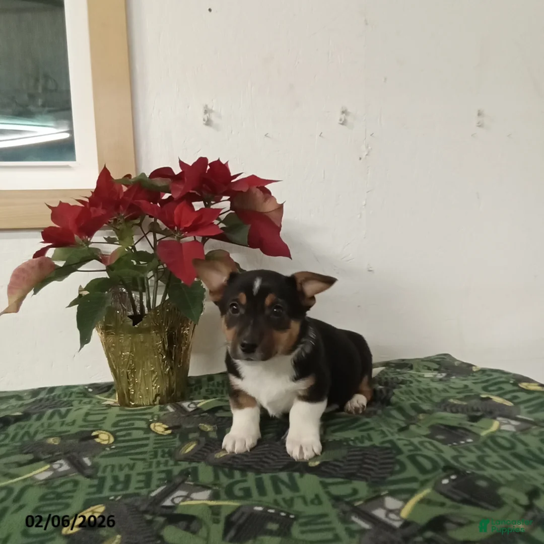 Mixed Breed dogs for sale: Duke - Ad 3
