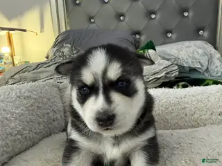 Siberian Husky dogs Maya - Ad 7