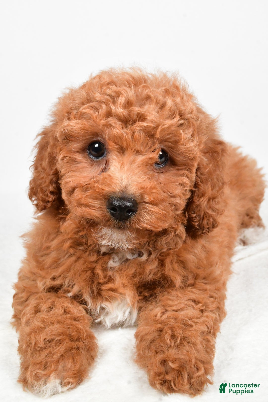 Bichpoo dogs for sale: Bella - Ad 6