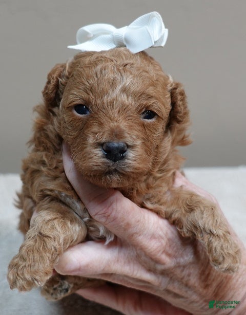 Toy Poodle dogs Valentine - Ad 21