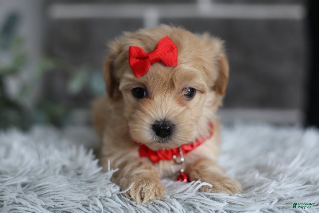 Maltipoo dogs for sale: Robin - Ad 7