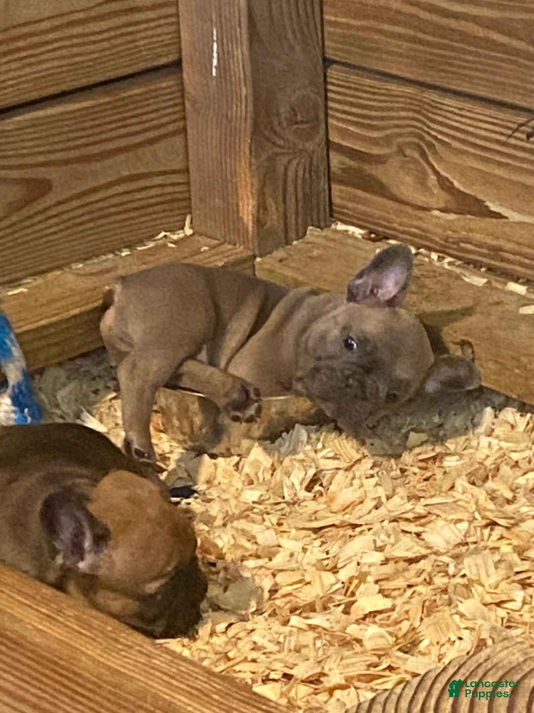 Gallery Image {{count}}