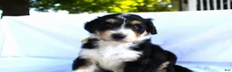 Bernedoodle dogs for sale: Smiley - Ad 7
