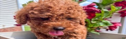 Miniature Poodle dogs for sale: Morgan - Ad 5