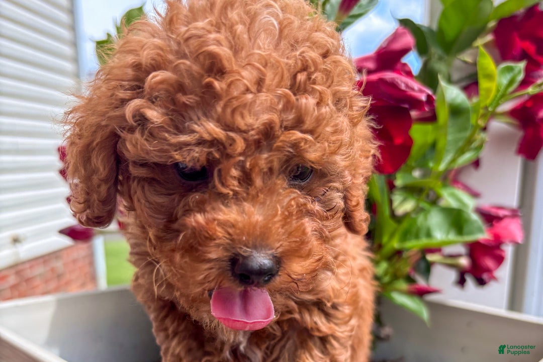 Miniature Poodle dogs for sale: Morgan - Ad 5