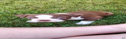 Boston Terrier dogs for sale: Fudge  - Ad 3