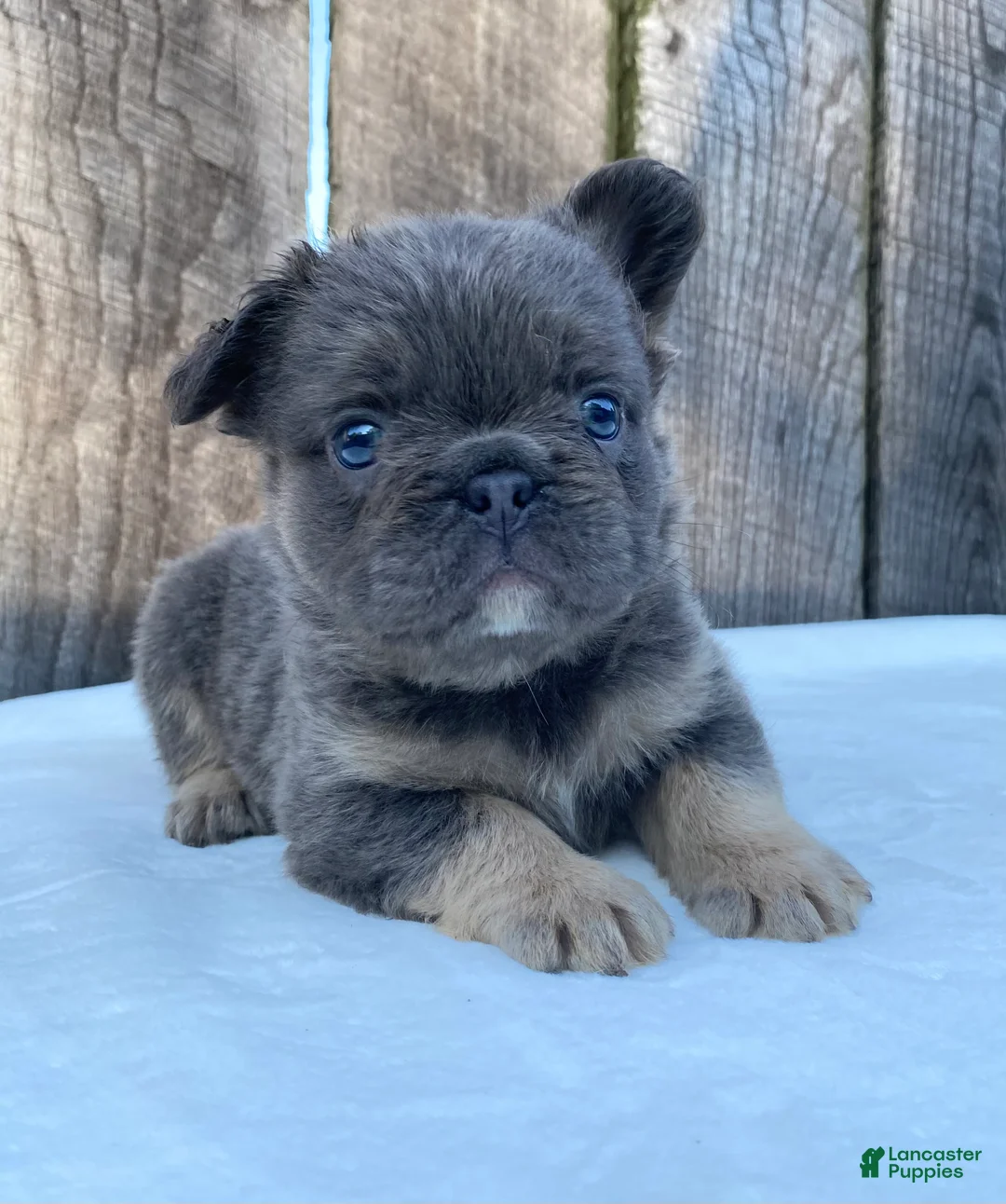 French Bulldog dogs for sale: Buttons - Ad 1