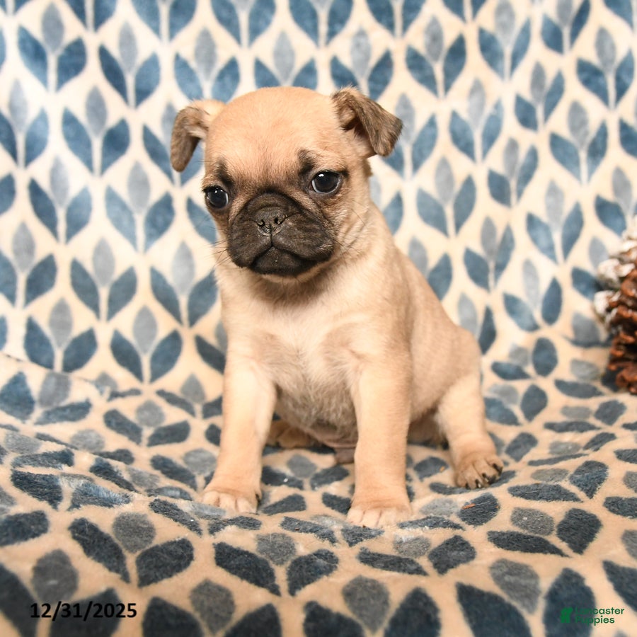 Pug dogs Cabo - Ad 17