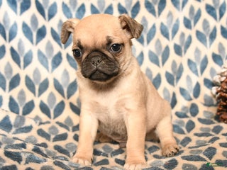 Pug dogs Cabo - Ad 29