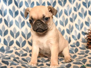 Pug dogs Cabo - Ad 40