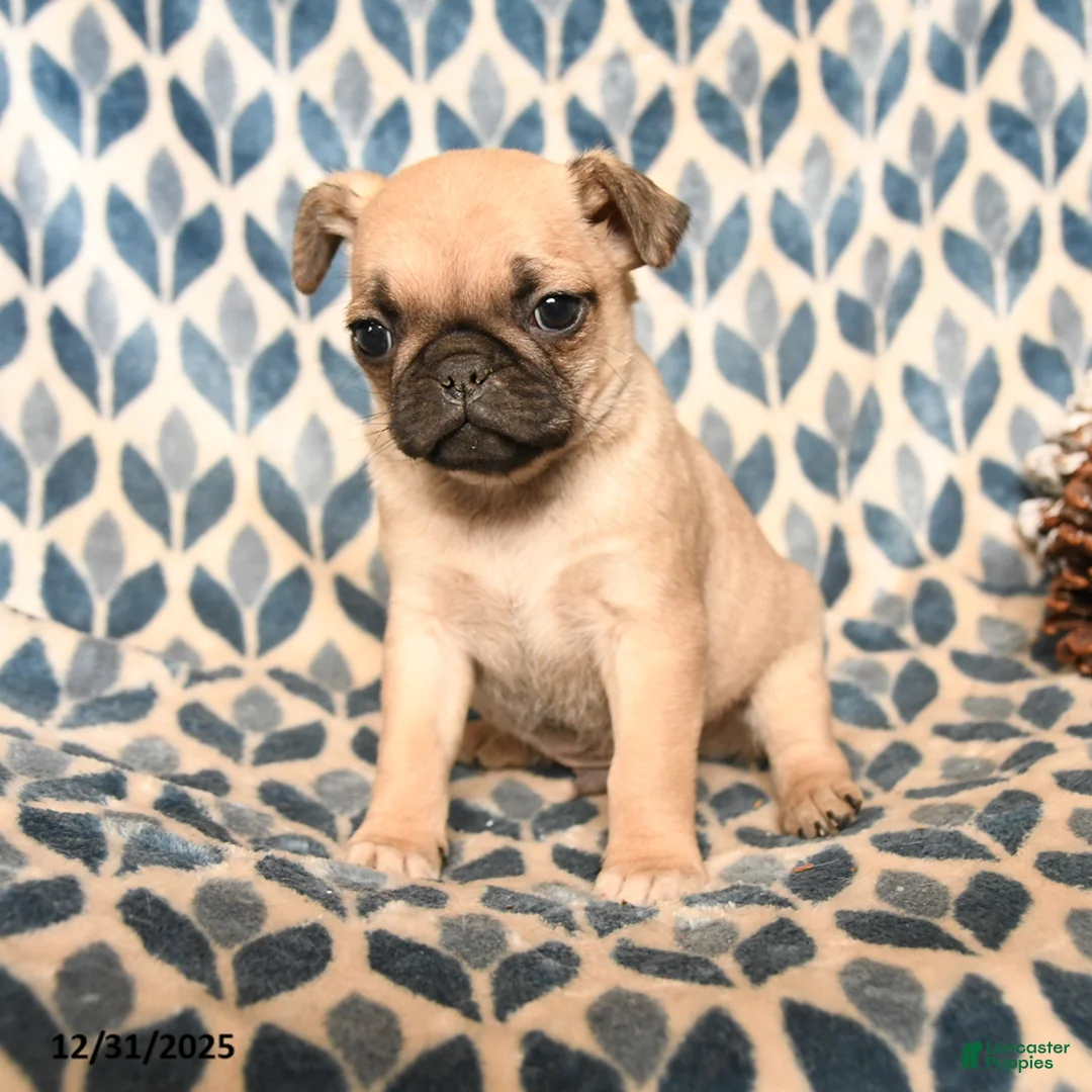 Pug dogs for sale: Cabo - Ad 1