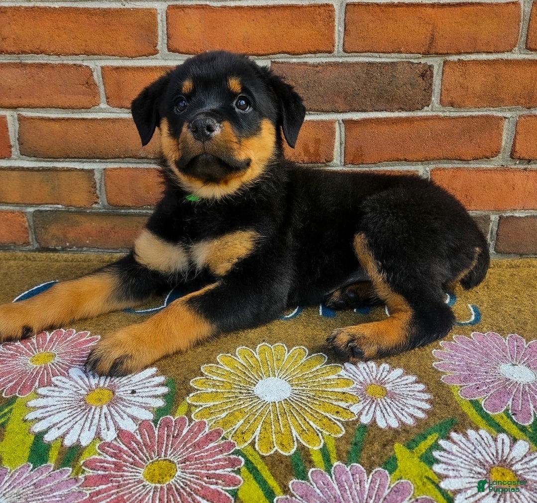 Rottweiler dogs Opal - Ad 1