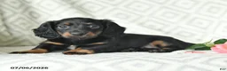Dachshund dogs for sale: Betsy - Ad 2