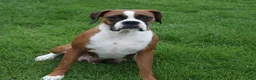 Boxer dogs for sale: Violet - Ad 11