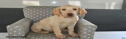 Labrador Retriever dogs for sale: Biscuit - Ad 2