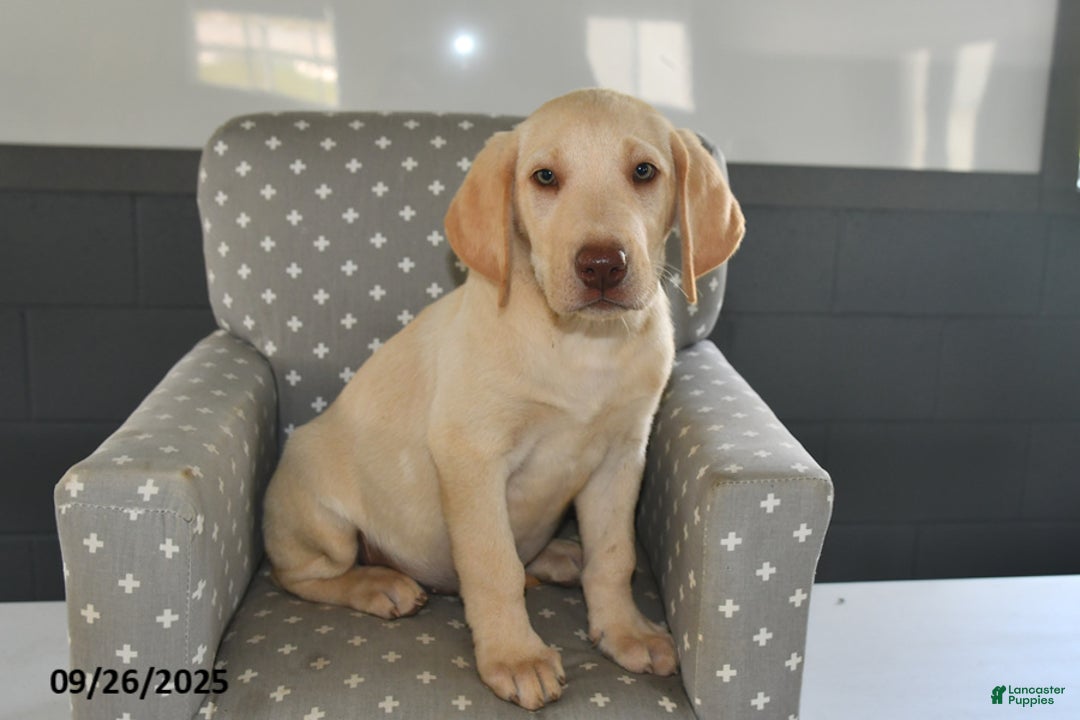 Labrador Retriever dogs for sale: Biscuit - Ad 2