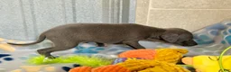 Italian Greyhound dogs for sale: Tigerlily - Ad 4