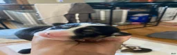Welsh Corgi Pembroke dogs for sale: Amy - Ad 1