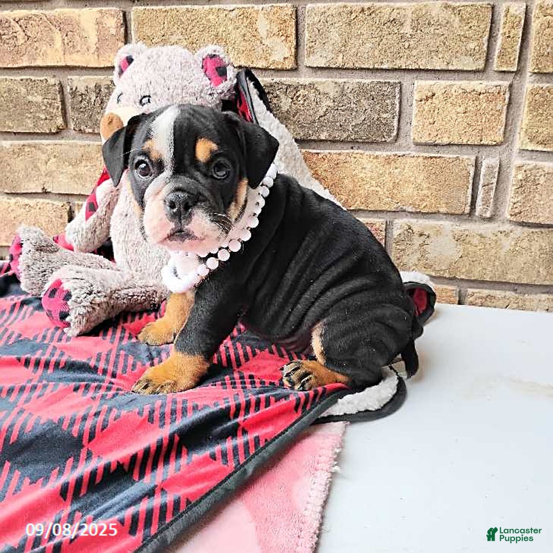 English Bulldog dogs for sale: Ramona - Ad 10