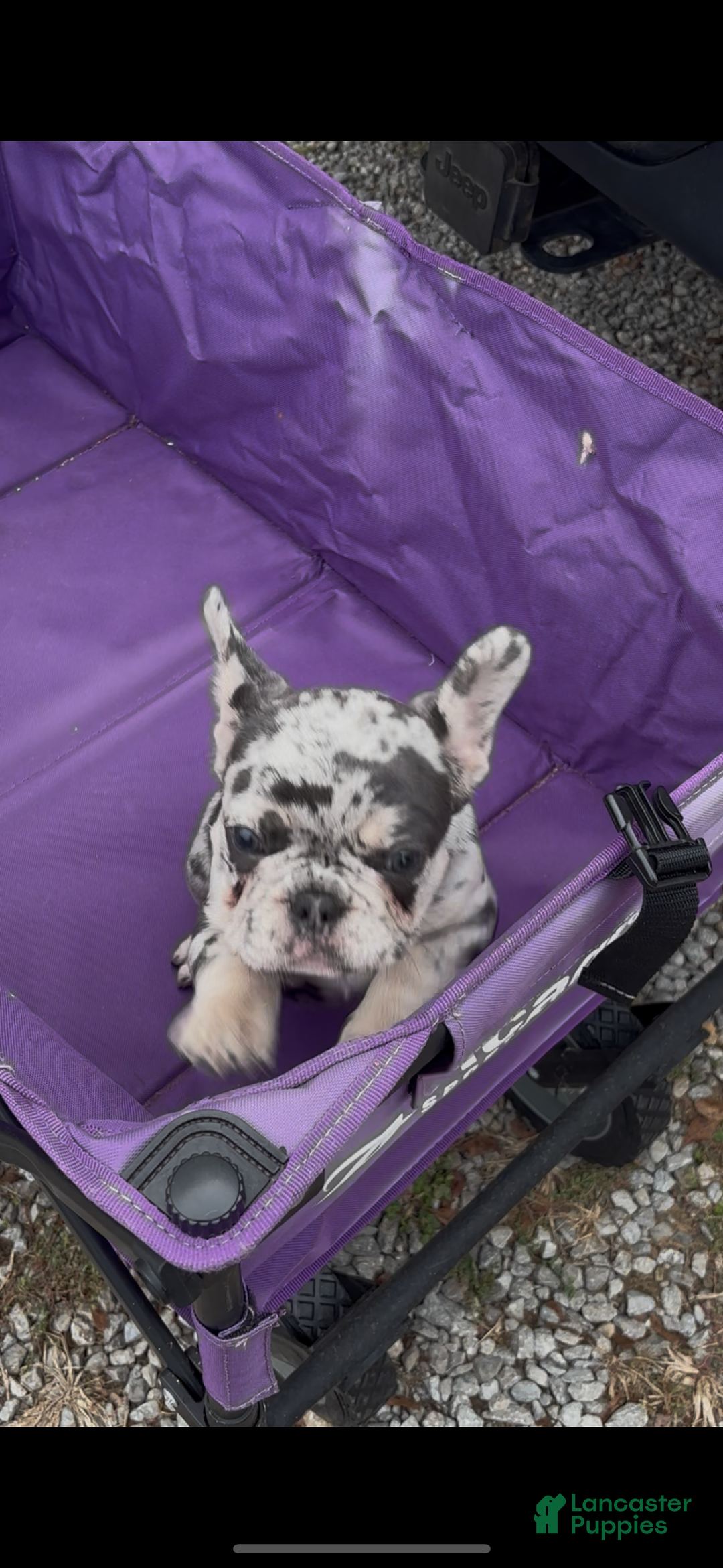 French Bulldog dogs for sale: Blue - Ad 2