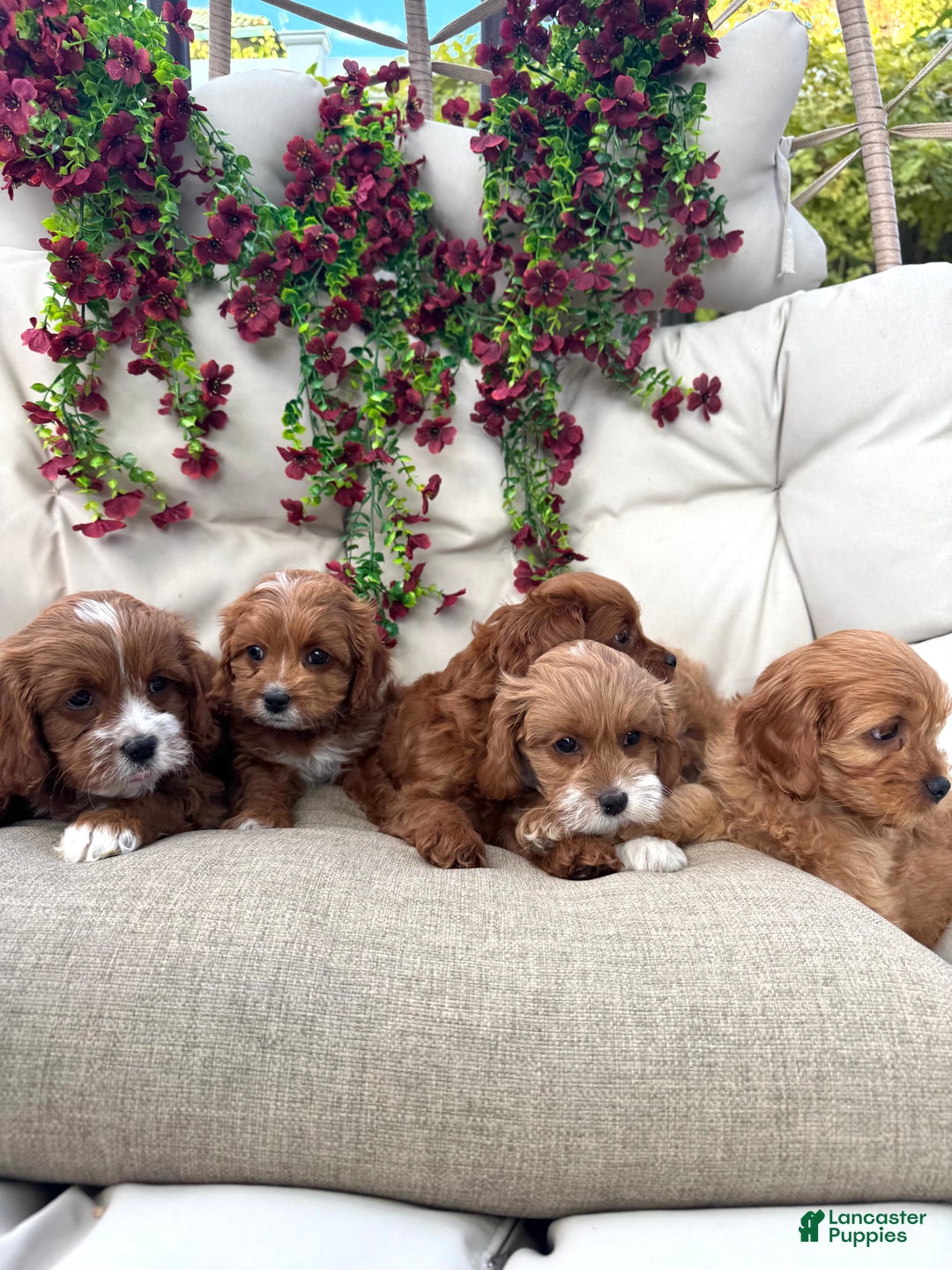 Cavapoo dogs for sale: Jasper - Ad 4