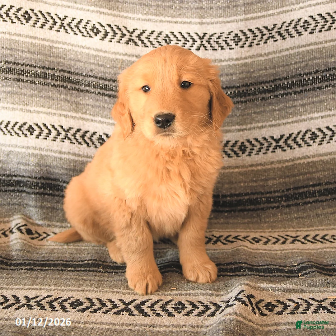 Golden Retriever dogs for sale: Flicka - Ad 2