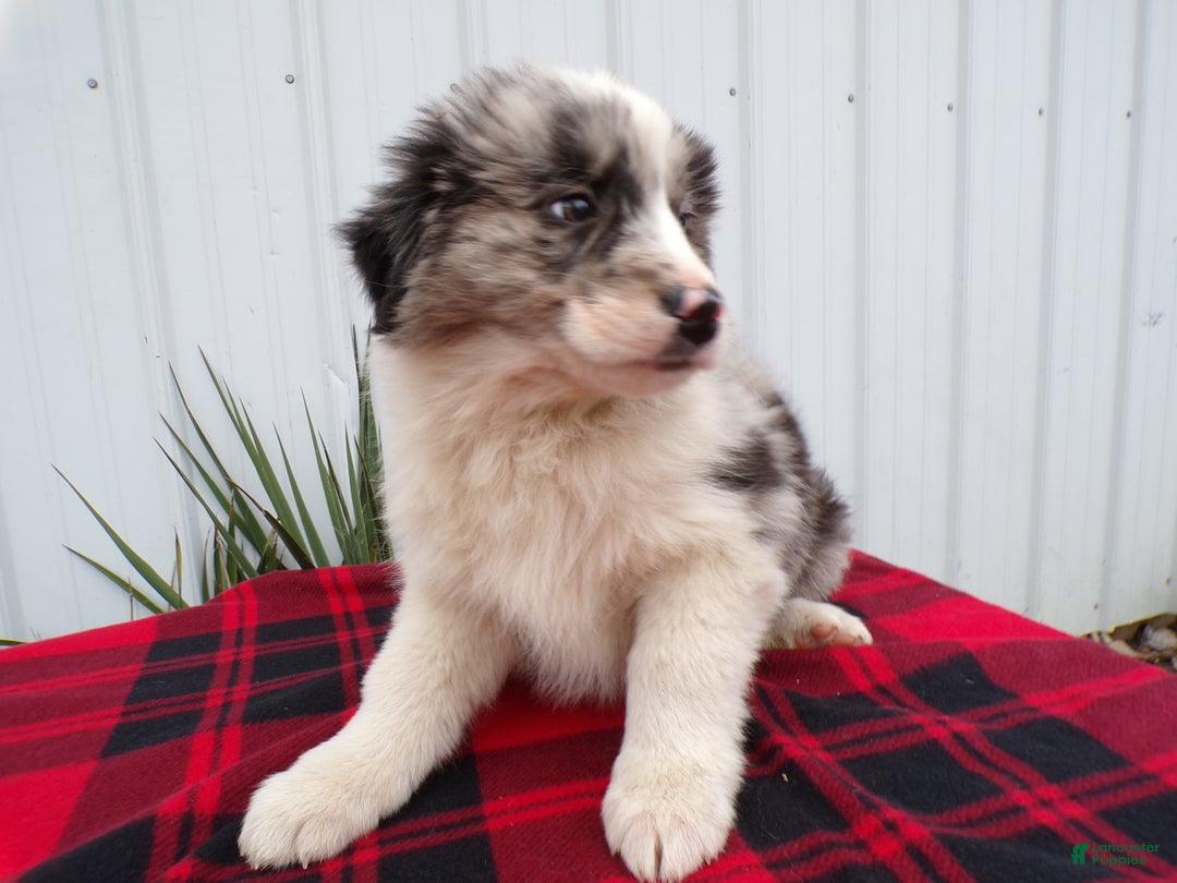 Border Collie dogs for sale: Border Collie Puppy 1 Scamper - Ad 3