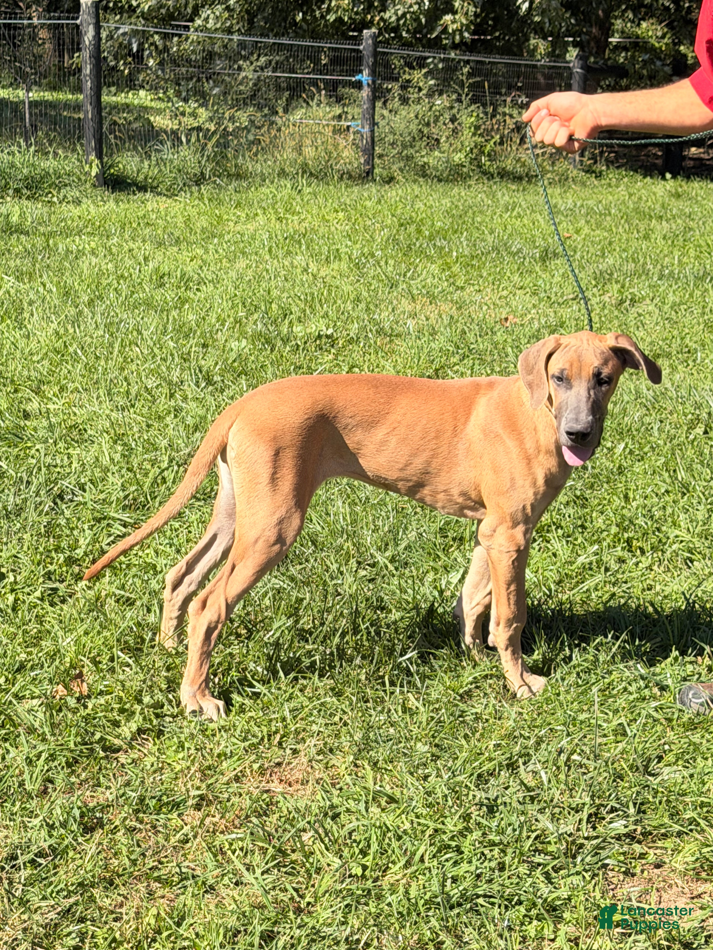 Great Dane dogs Patience Great Dane  - Ad 2