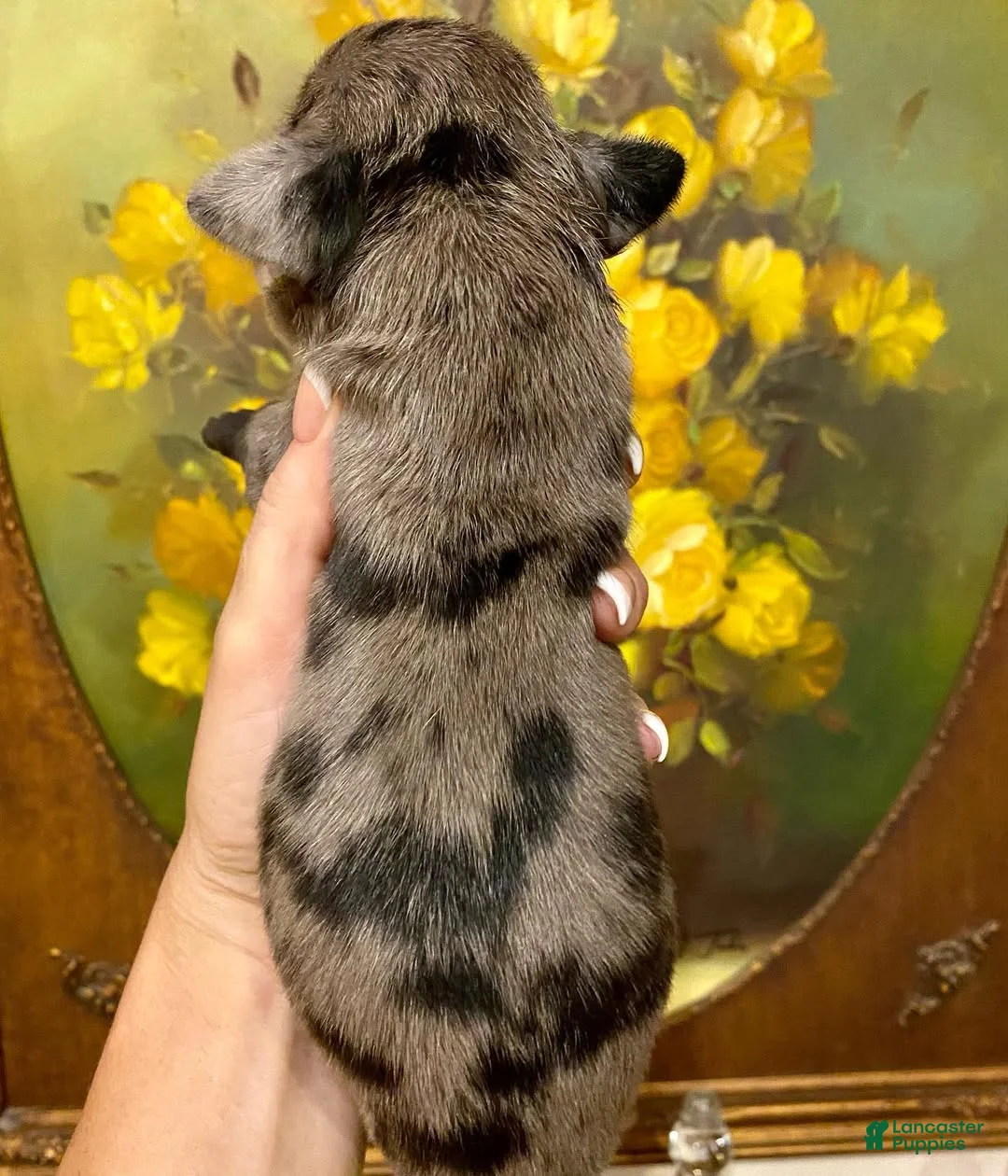 Great Dane dogs for sale: Carbon Creed's Tsunami Force 🌊 - Ad 2