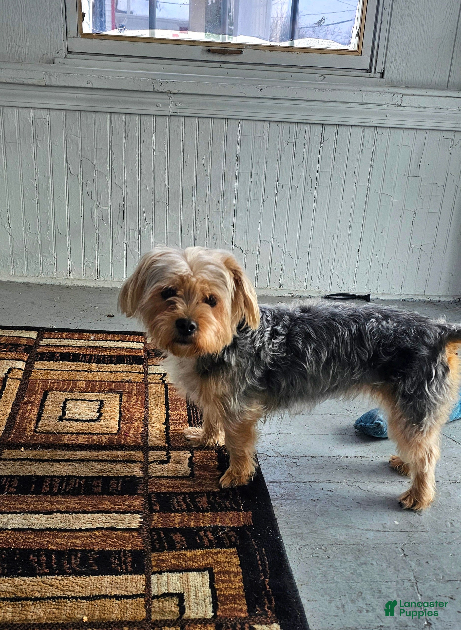 Yorkshire Terrier dogs Shadie - Ad 1
