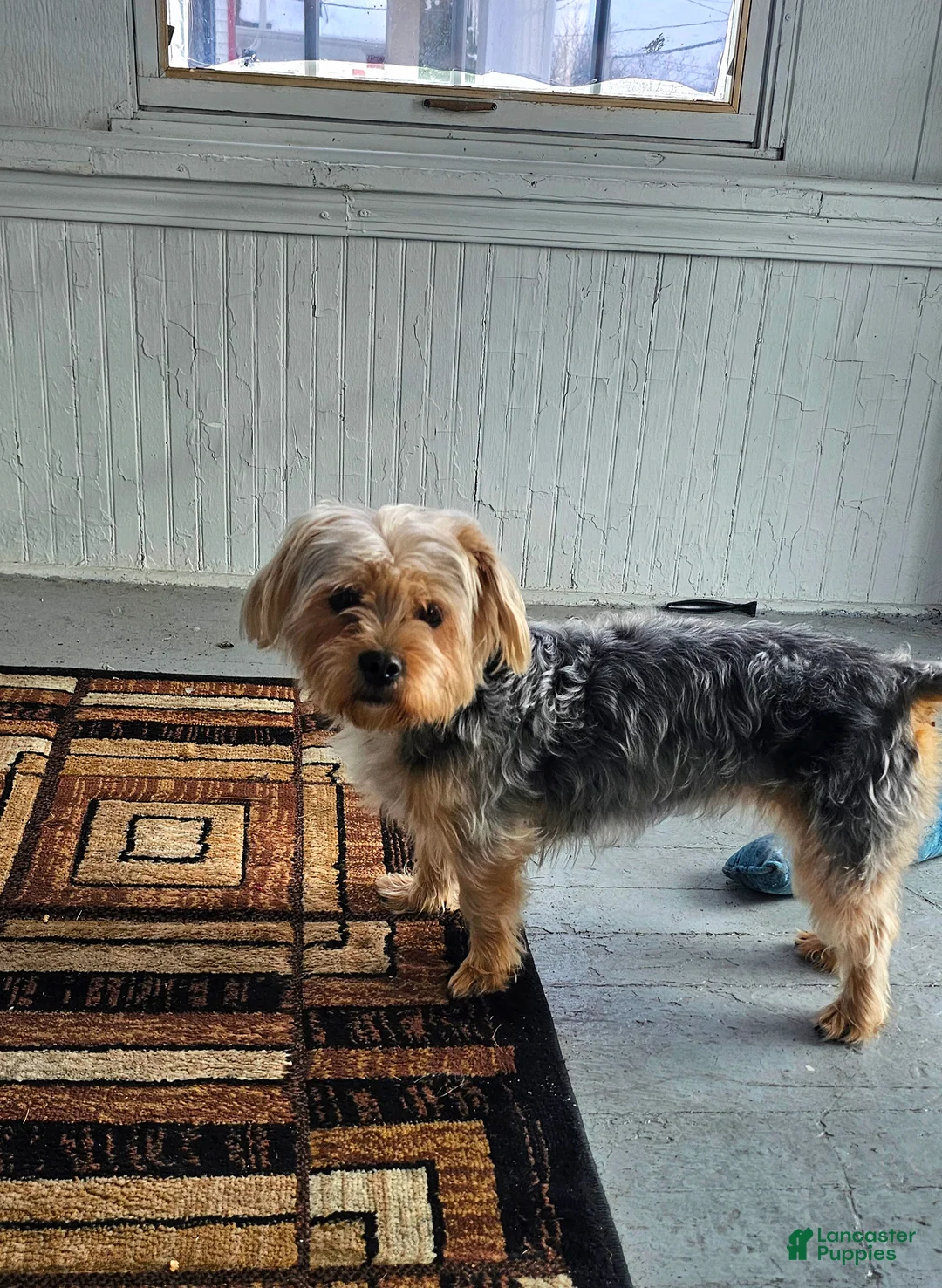 Yorkshire Terrier dogs for sale: Shadie - Ad 1