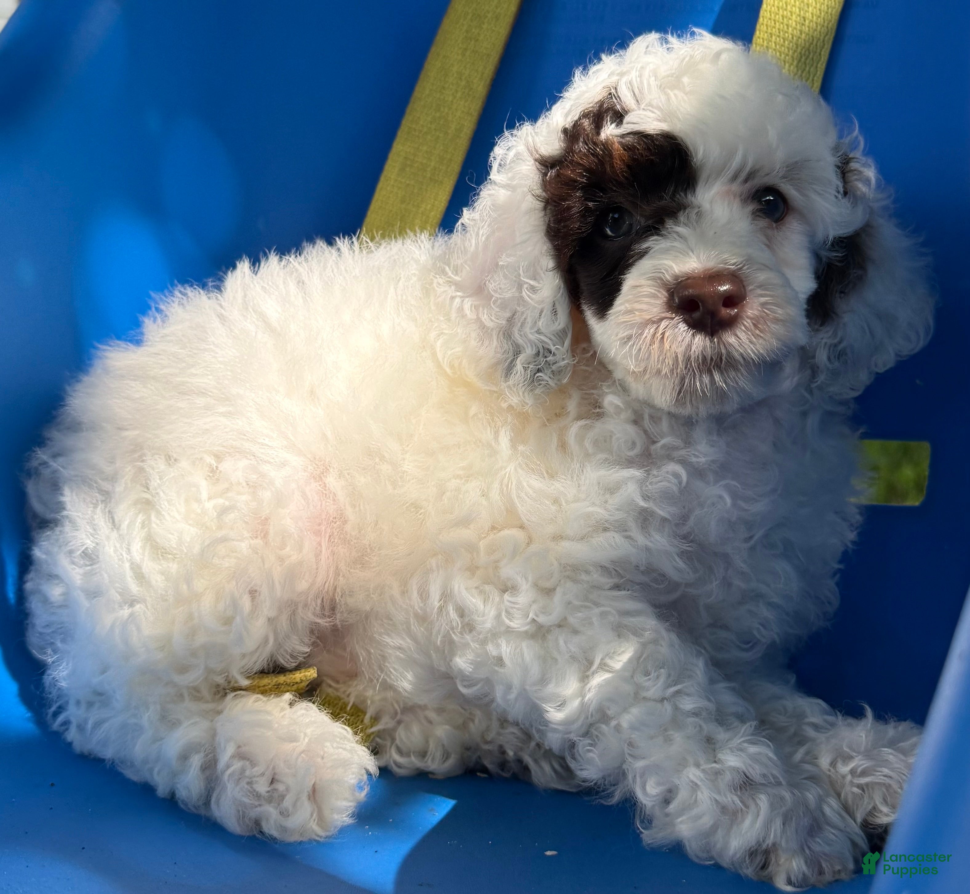 Toy Poodle dogs AKC Spanky Genetically Clear  - Ad 14