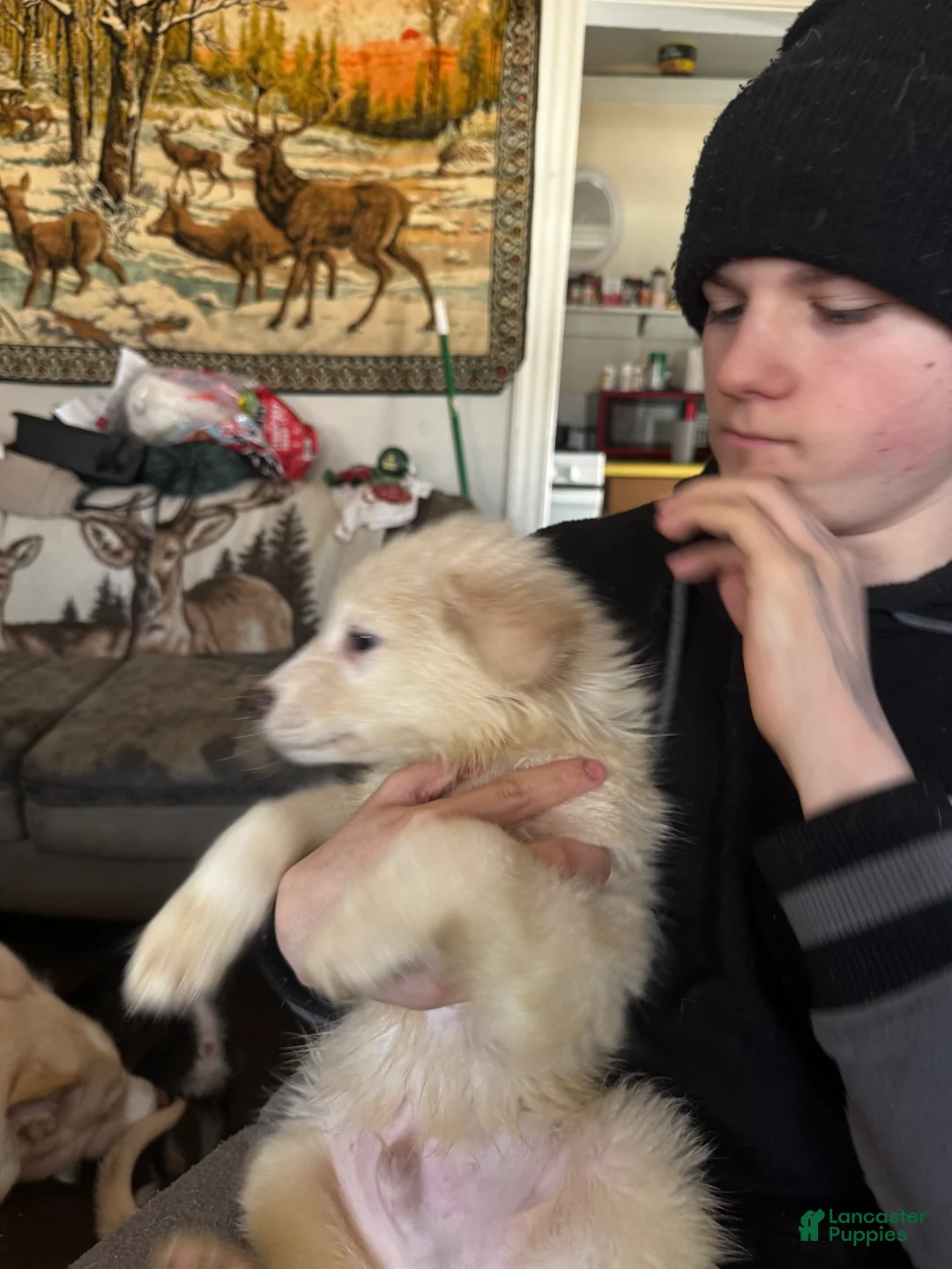 Siberian Husky dogs for sale: Siberian Husky Puppy 5 - Ad 2